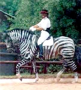 Zebra Dressage